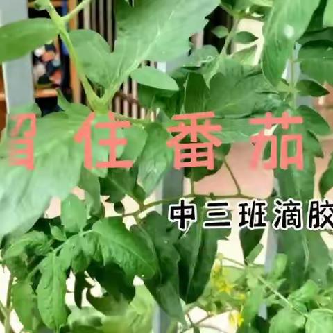 留住番茄