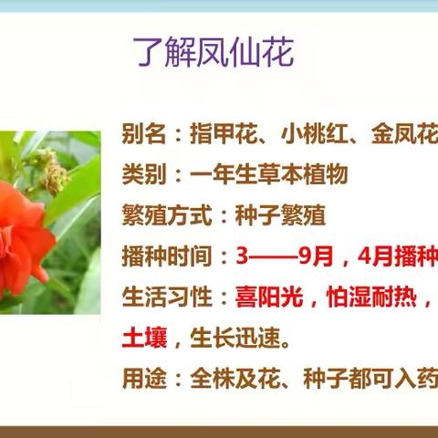 《凤仙花成长记》