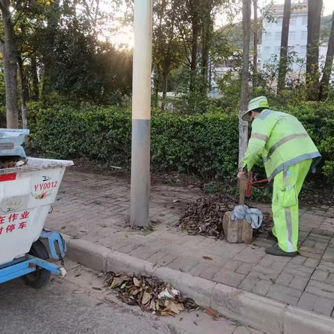 【宜良玉禾田】冬寒不惧清尘叶，绿服长留护市容