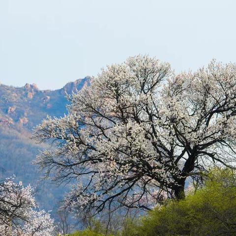 伏羲山杏花节活动邀请函