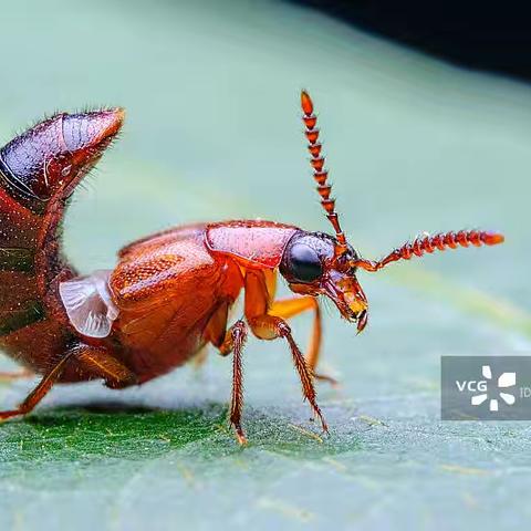 隐翅虫科普：识别、危害与防护指南