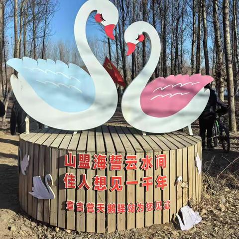 护天鹅之美 展志愿风采