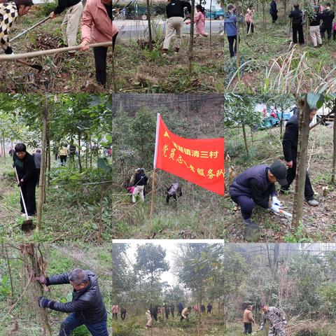 党建引领聚合力 植绿护林当先锋 ——清湖三村开展党支部植树节主题共建活动