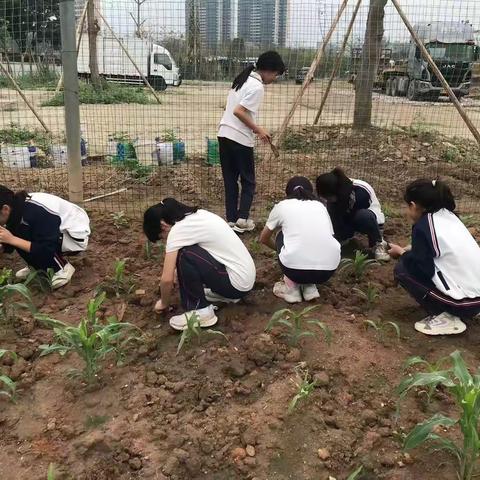 汗水浇灌成长，劳动铸就辉煌 ——六（7）班班级劳动教育之旅