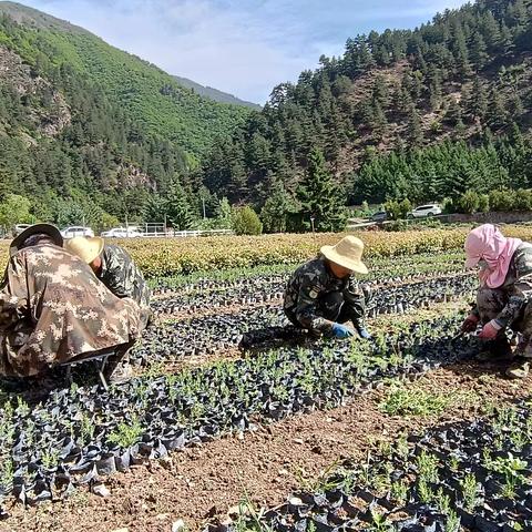 迭部生态建设管护中心电尕林场工作日报