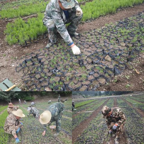 迭部生态建设管护中心电尕林场工作日报