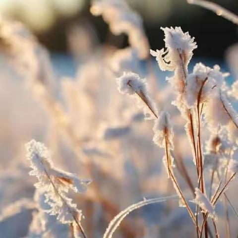 ｜成长美滋味｜——奎屯市第四幼儿园第十五周“大雪至•冬无恙”美食回顾