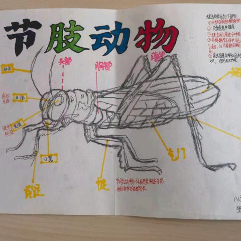 “神奇动物在哪里”——华阴市岳庙初中八年级生物实践活动