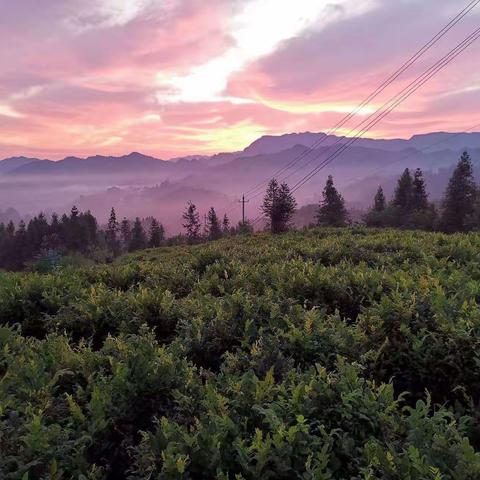 湖南湘西(特产)永顺莓茶                          永顺莓茶介绍