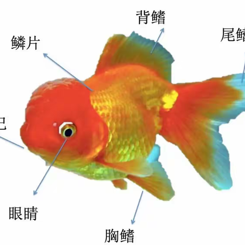 鱼的身体动动和呼吸