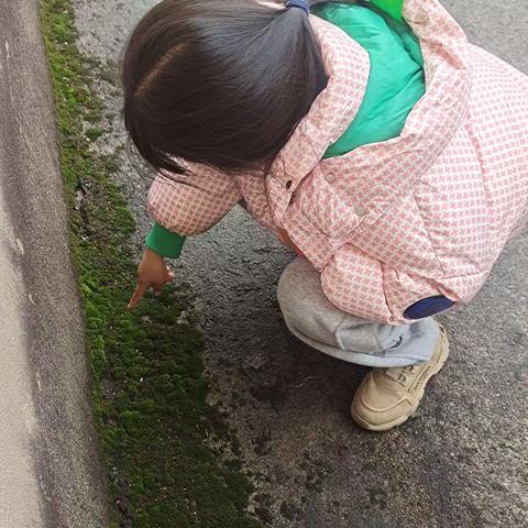 认识神奇的植物