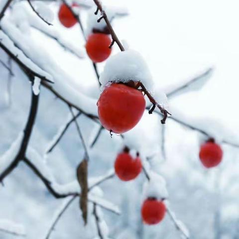 大雪话养生