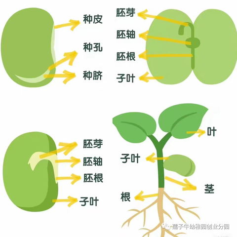 《“豆”来“豆”趣》——汝州市实验幼儿园小三班班本课程