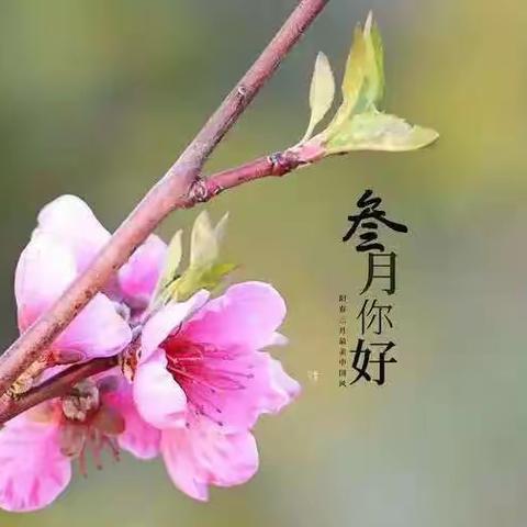 【自治区烟草】项目部3月份工作服务简报