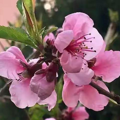 【自治区烟草】项目部4月份物业服务简报