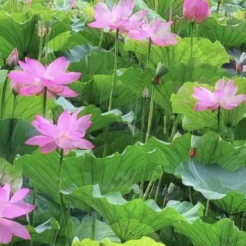【自治区烟草】项目部7月份物业服务简报