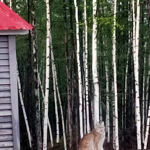 净土精灵------野生猞猁现身