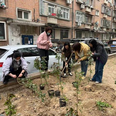 春日植绿添芬芳 月季栽种美家园