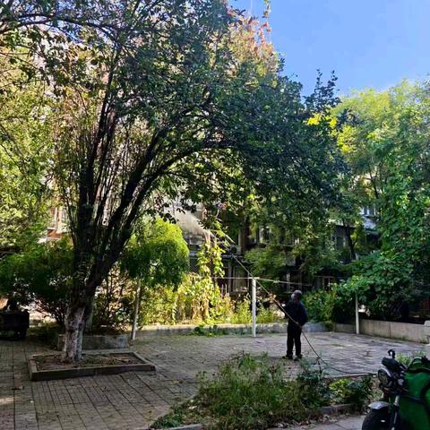 开展美国白蛾消杀作业筑牢绿植保护屏障