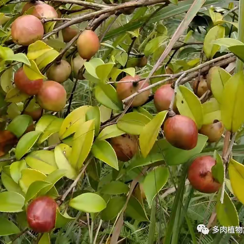 【自然故事】与山茶油果的邂逅