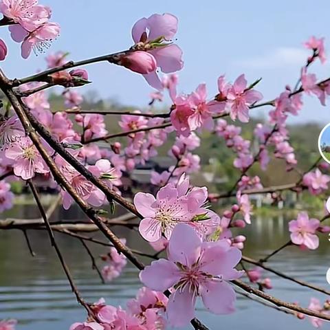 【抚顺市第三十四中学】最美四月天  花开迎督导