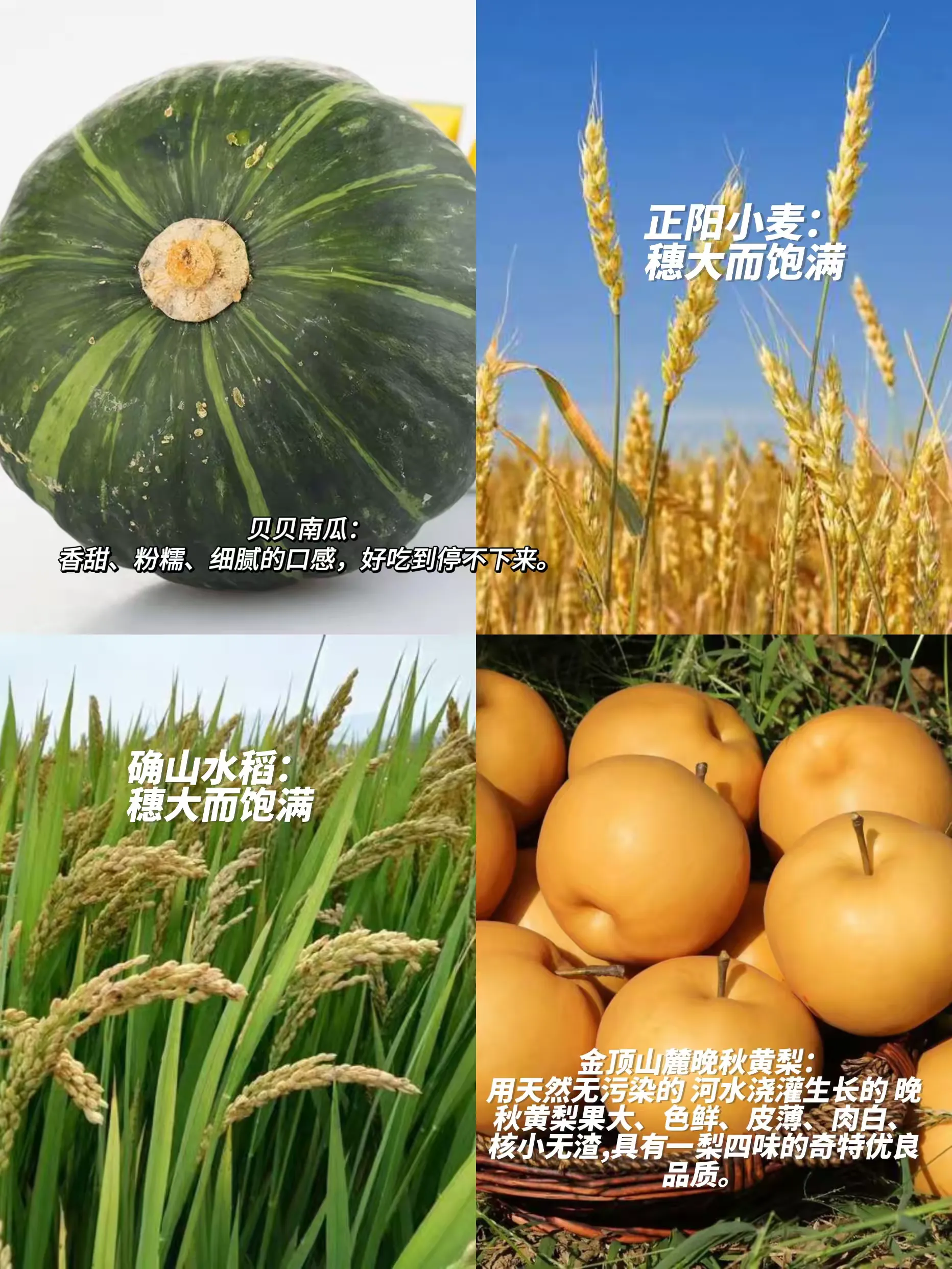 简篇-助力乡村振兴,凝聚青春力量!