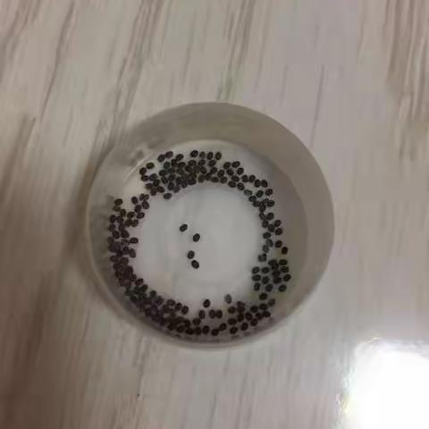 探索自然奥秘，见证生命蜕变—养蚕日记