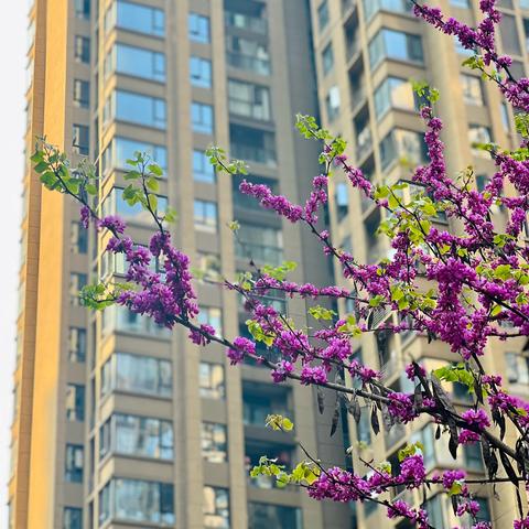 重庆中央公园2025年 ‍上半年服务报告