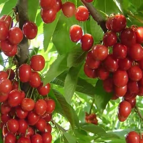 定陶区杜堂镇“戚姬”生态农业示范片区：“小”樱桃布局“大”产业