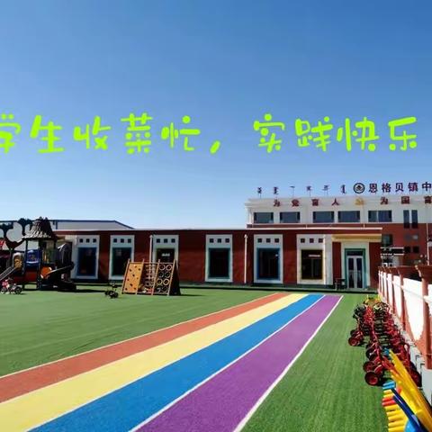 “学生收菜忙，实践快乐多”达拉特旗恩格贝镇中心小学劳动实践活动