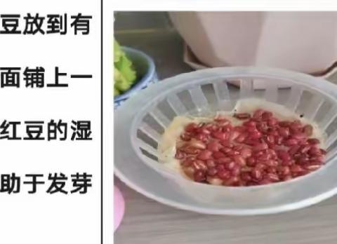 红豆水培观察记录