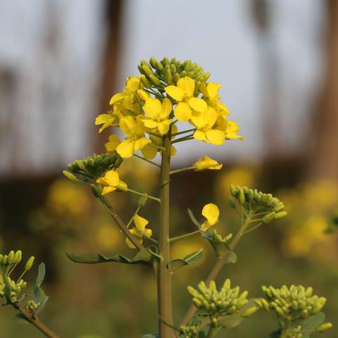 后滩公园油菜花儿开