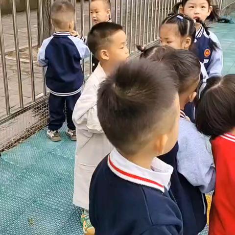 “蚂蚁王国”-鑫康贝幼儿园小班主题课程记录📝