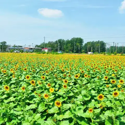 春日趣成长——文润七彩营地“植物科普向日葵探密”亲子研学招募