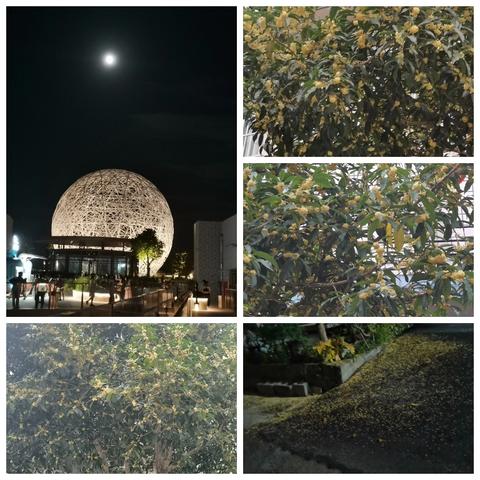 中秋夜话：桂香与圆月