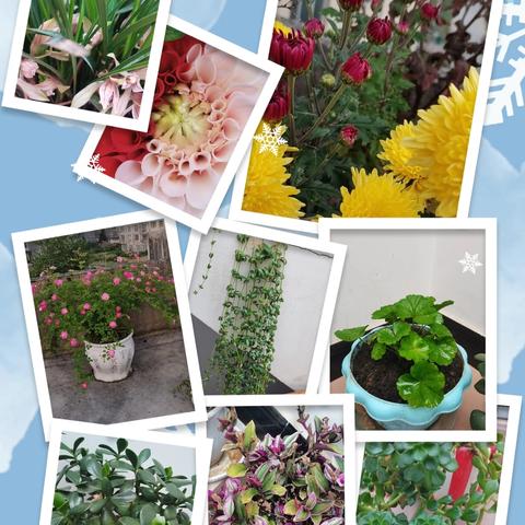 我和我的花花草草