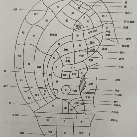 中医传统治疗——艾灸、刮痧、耳针