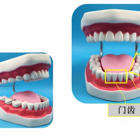 食物在身体里的旅游