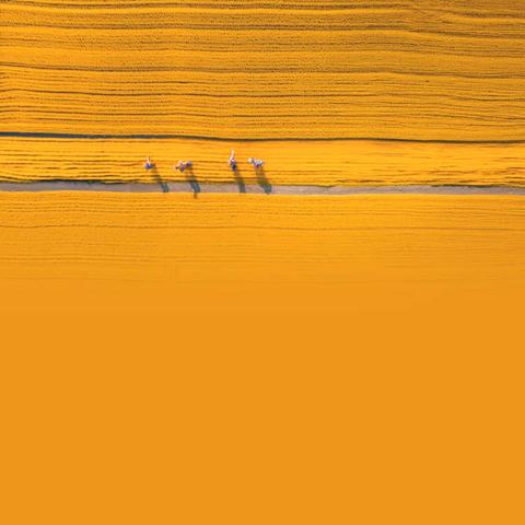 五一劳动节：田间地头的玉米种植忙