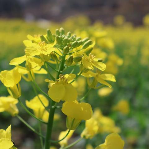 漫步春天 “童”赏油菜花