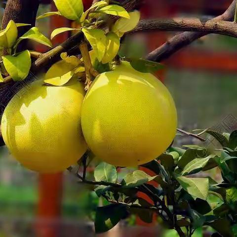 小圣幼儿园美食课堂——“柚”缘相见自制蜂蜜柚子茶