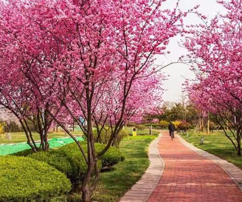 春日好时光，研学赏美景 记湛江市第八小学2022届10班春季研学