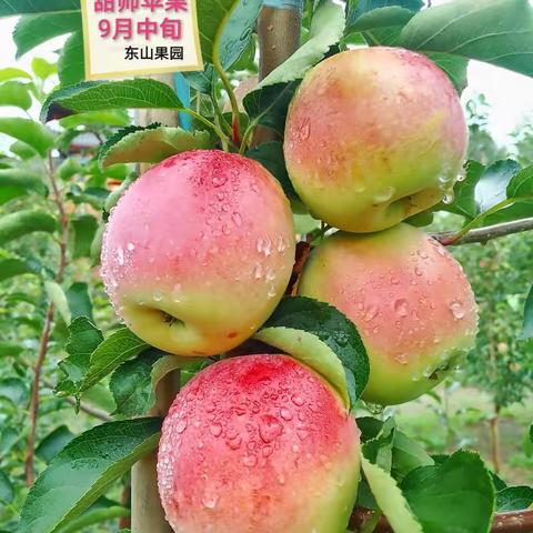 甜帅苹果🍎欣怡之恋