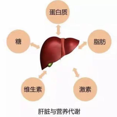 不要“肝”着急｜化验报告的“肝功能”解读