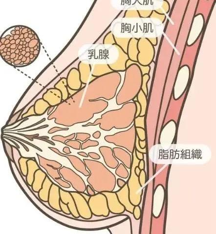 别恐慌！手把手教你看懂乳腺超声检查，女士们请收藏