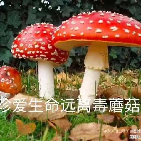 “珍爱生命，远离毒蘑菇”——红月亮艺术幼儿园预防蘑菇中毒安全教育活动