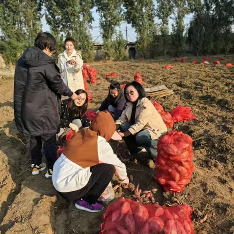 霜降节气的独特仪式“收红薯” ———记古冶区成人教育学校基地劳动