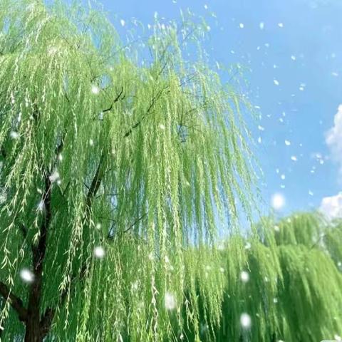 杨絮柳絮纷飞季 安全防范记心间 ——曲周县郦商小学杨柳絮安全防范致师生、家长一封信