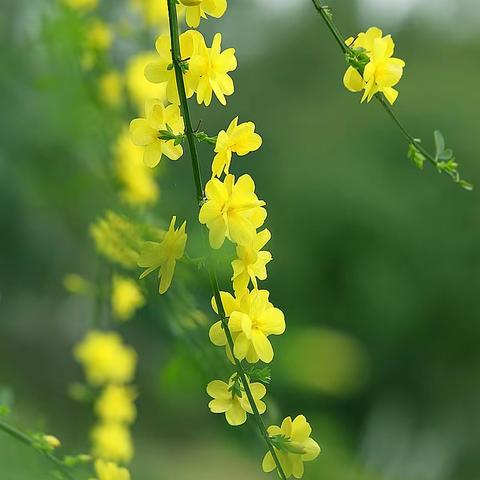 花有重开日，人无再少年