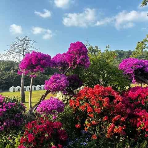 静待花开落满间